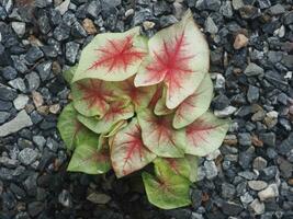 hermoso caladio bicolor casa maceta dulce y abigarrado plantas foto