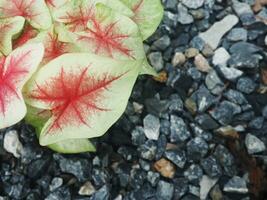 hermoso caladio bicolor casa maceta dulce y abigarrado plantas foto