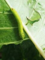 worm green on green leafe background eatting colocasia leafe photo