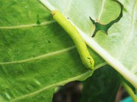 worm green on green leafe background eatting colocasia leafe photo