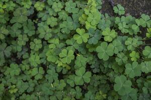 Macro photo of three leaf clover on the park when spring time. the photos is perfect for pamphlet, nature poster, nature promotion and traveler.