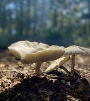 Wild mushrooms growing in nature on a sunny day with tree in background photo