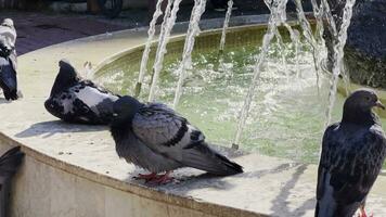 pigeons près le Fontaine video