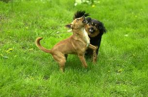 two dogs playing in the grass photo