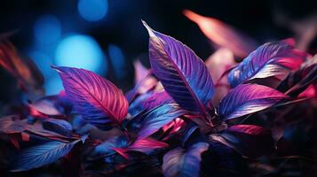 Beautiful purple leaves in the forest photo