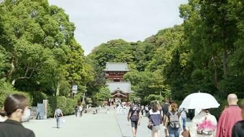 Kamakura Japan - - kann 29 2023 Tsurugaoka hachimangu video