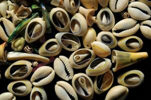 a pile of shells on a black surface photo