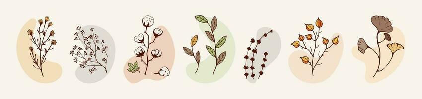 set Dry Herbs, Dried Flowers. Natural medicine. Colored Vector illustration Cotton, leaves and twigs