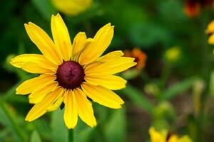 Yellow flower rudbeckia goldsturm photo