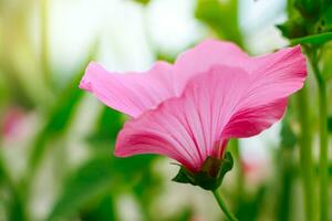 Pink flower Lavatera rose mallow photo