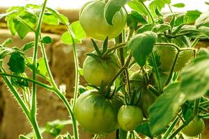 Unripe green tomatoes on branch. photo