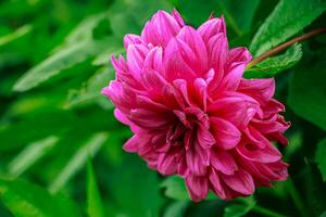 Pink dahlia flower. photo