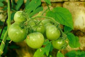 Unripe green tomatoes on branch. photo