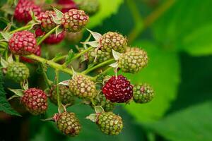 Ripening blackberry on branch photo