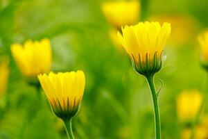 Medicinal yellow calendula flowers. photo