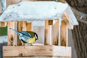 Carbonero común comiendo semillas de un comedero de madera casero. foto