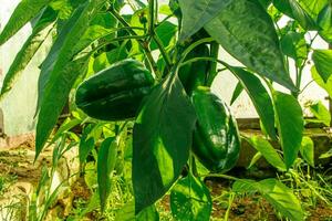 Young green bell pepper in greenhouse photo