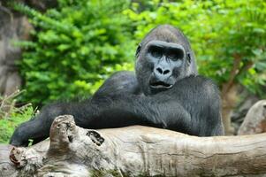 a gorilla sitting on a log in a zoo photo