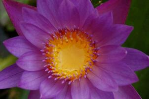 a purple water lily with yellow center photo