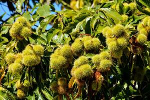 chestnuts on a tree photo