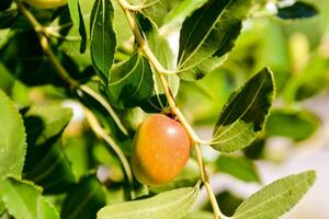 un aceituna árbol con Fruta colgando desde eso foto