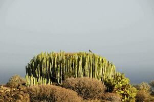 a cactus plant on top of a hill photo