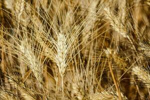 cerca arriba de un campo de trigo foto