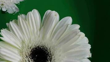 Gerbera flowers floating on the water close-up slow motion video