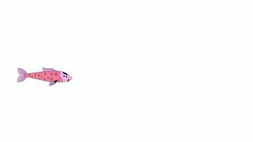 Japonais carpe amour nager ligne 2d personnage animation. Oriental poisson pour chinois étang plat Couleur dessin animé 4k vidéo, alpha canaliser. nishikigoi flottant Animé aquatique animal sur blanc Contexte video
