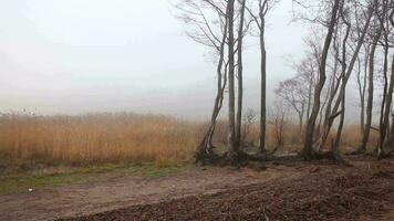 nebuloso manhã, outono paisagem, lago costa com amarelo taboa, árvores com caído folhas video