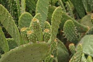 original prickly prickly pear cactus growing in a natural habitat photo