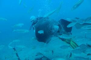 quiet calm undersea world with fish living in the Atlantic Ocean photo