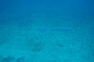 quiet calm undersea world with fish living in the Atlantic Ocean photo