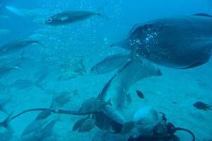 quiet calm undersea world with fish living in the Atlantic Ocean photo