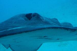 tranquilo calma submarino mundo con pescado vivo en el atlántico Oceano foto