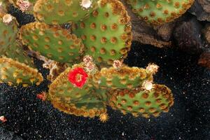 original prickly prickly pear cactus growing in natural habitat in close-up photo