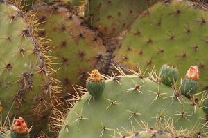 original prickly prickly pear cactus growing in natural habitat in close-up photo