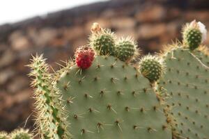 original prickly prickly pear cactus growing in natural habitat in close-up photo