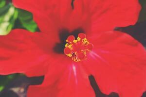 blooming hibiscus flower growing in the garden among green leaves in a natural habitat photo