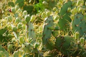 original prickly prickly pear cactus growing in natural habitat in close-up photo