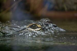 menacing predatory big old crocodile lying in calm water close up photo