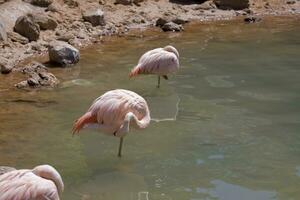 pink pelican bird standing in the murky water at the zoo photo