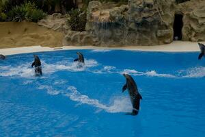 show of training a large adult dolphin mammal in a zoo park on a sunny day photo