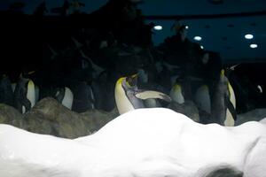 elegante negro y blanco pingüinos en un frío ambiente a un zoo en España foto