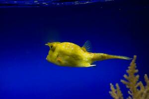 little colorful clown fish swimming among anemones in the blue saltwater aquarium photo