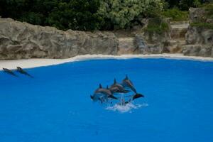 show of training a large adult dolphin mammal in a zoo park on a sunny day photo