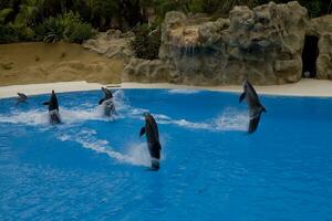 espectáculo de formación un grande adulto delfín mamífero en un zoo parque en un soleado día foto