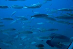 quiet calm undersea world with fish living in the Atlantic Ocean photo