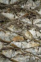 original background tree trunk of a coconut palm date close-up texture photo