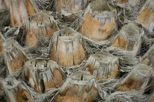original background tree trunk of a coconut palm date close-up texture photo